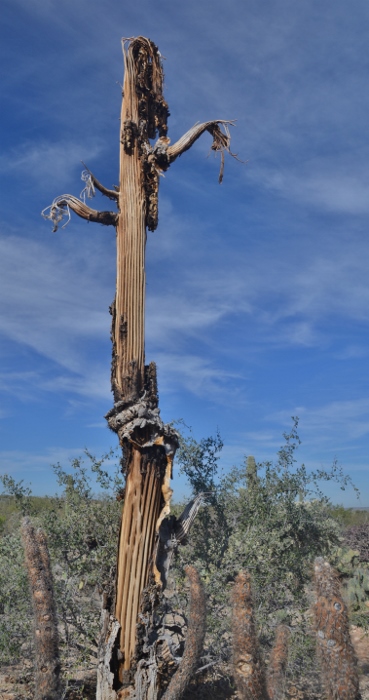 Saguaro skeleton